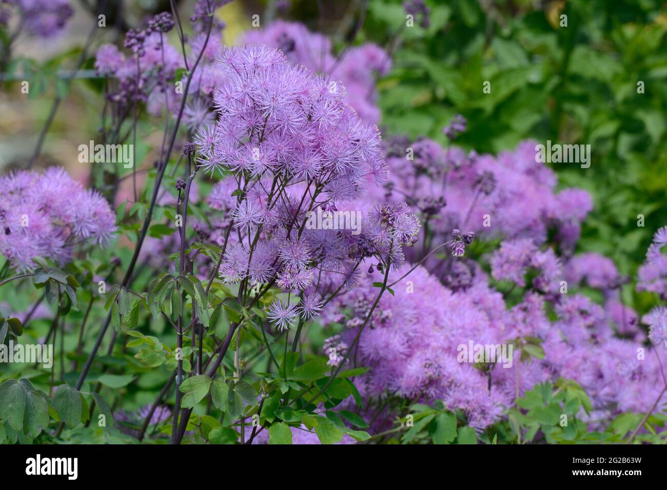 Thalictrum aquilegiifolium purpureum Meadow rue grappes de fleurs violettes sur des tiges fortes Banque D'Images