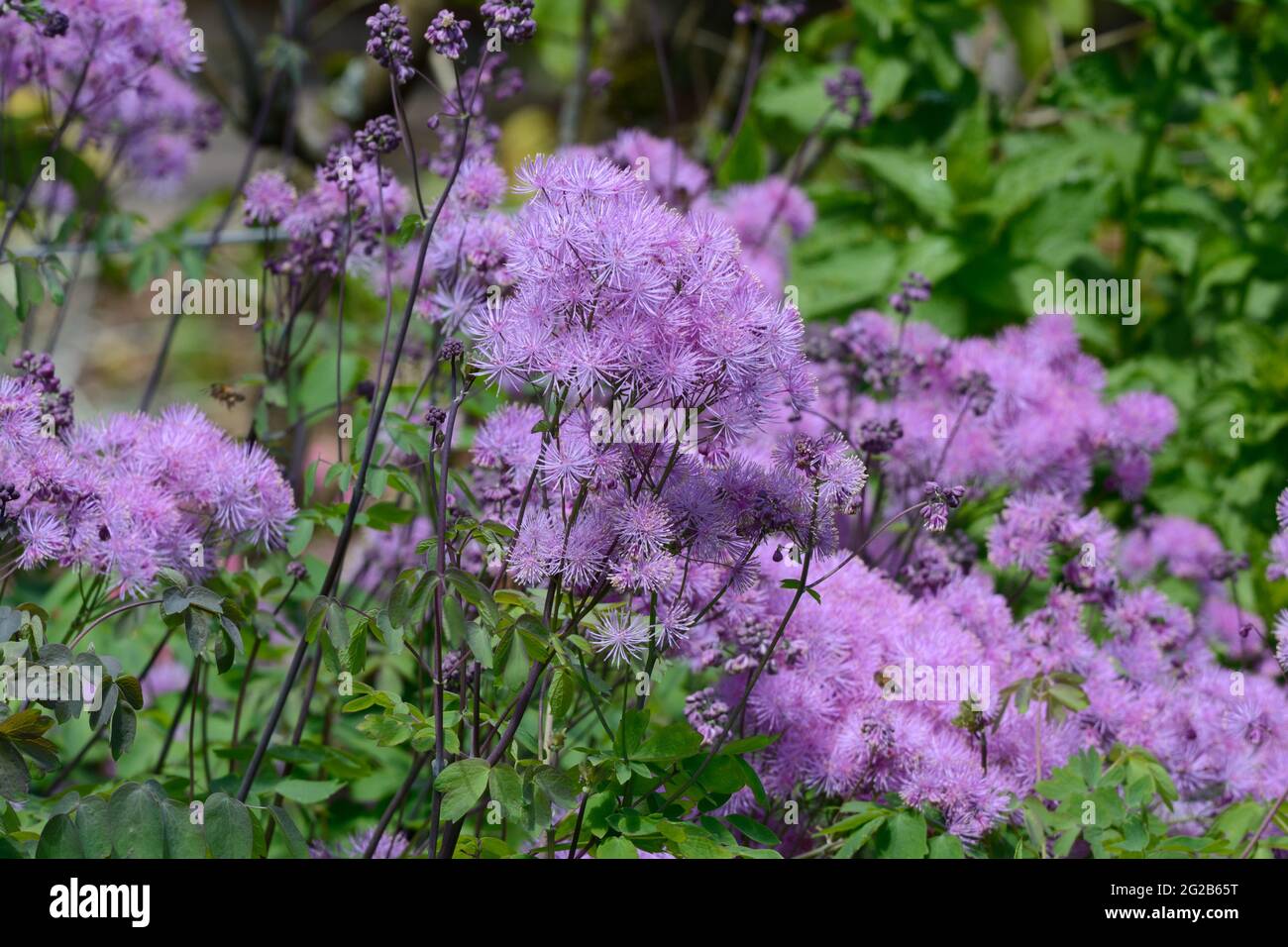 Thalictrum aquilegiifolium purpureum Meadow rue grappes de fleurs violettes sur des tiges fortes Banque D'Images