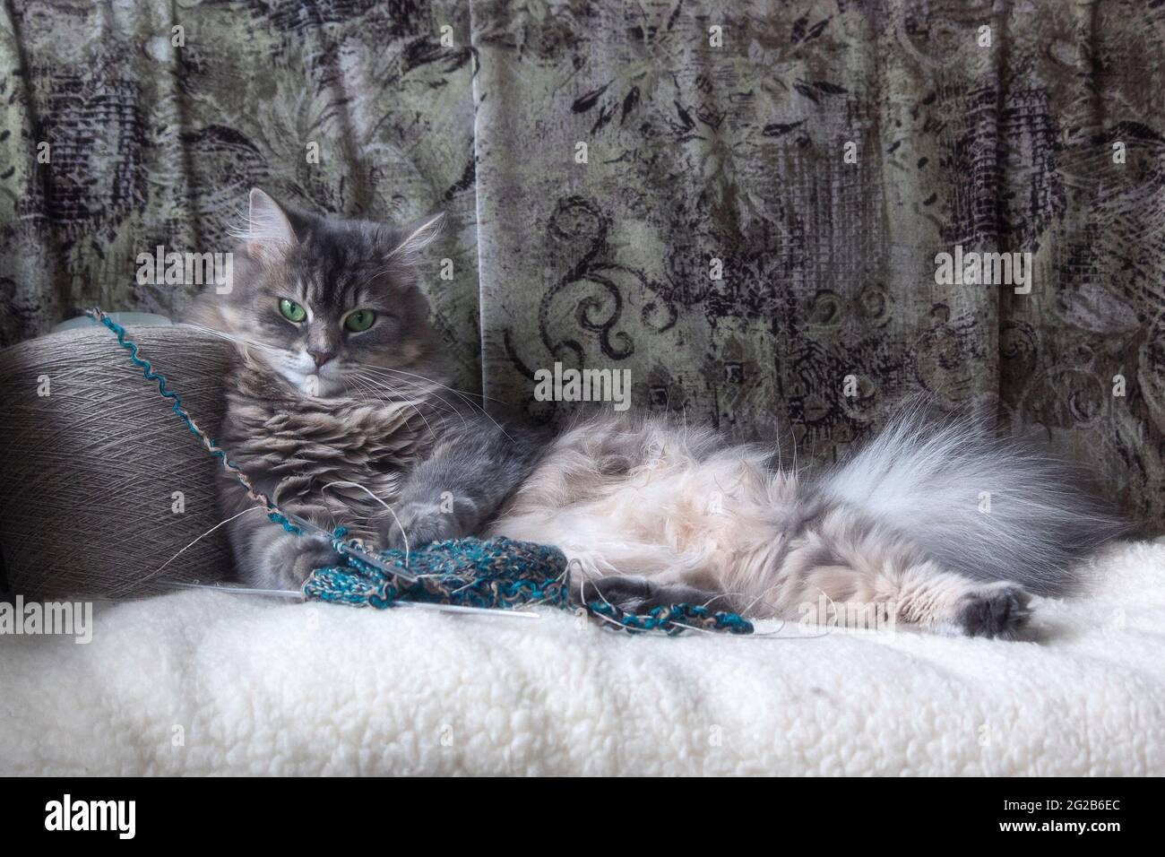 Un Merveilleux Chat Joue Dans La Maison Photo Stock Alamy