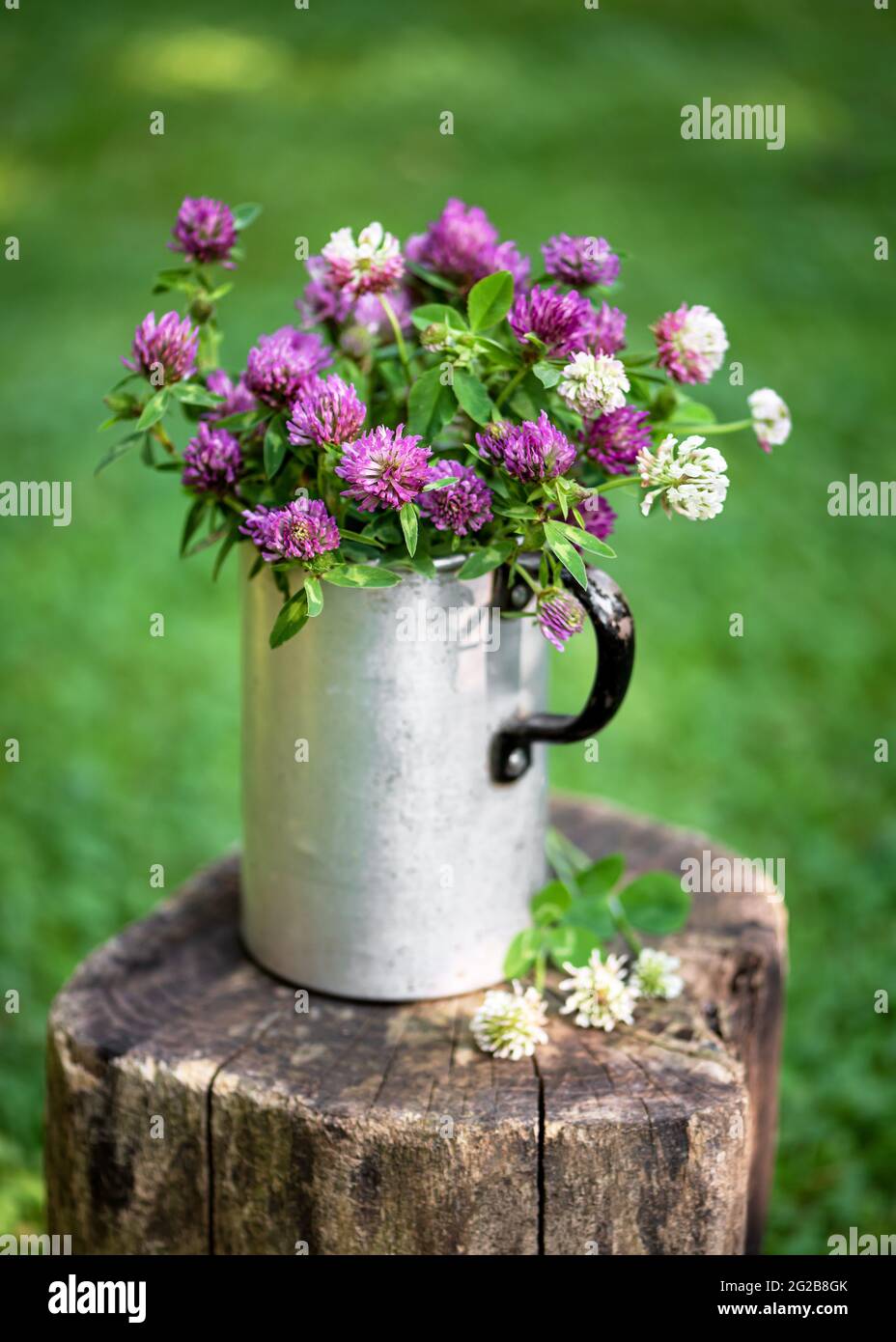 Beau bouquet de fleurs sauvages dans l'ancienne tasse en aluminium. Rustique encore la vie avec des fleurs de trèfle rose et blanc. Vie naturelle. Logiciel sélectif pour Banque D'Images