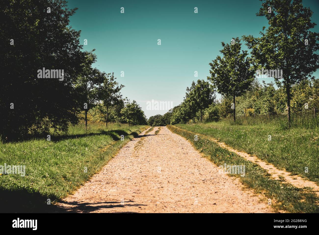 Piste de terre de la route du coutry bordée d'arbres lors d'une chaude journée d'été Banque D'Images