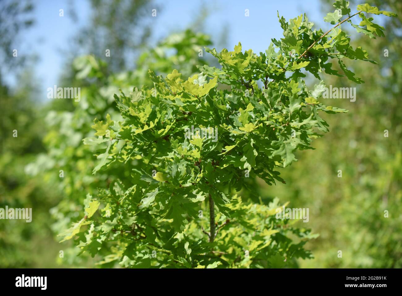 Arrière-plan nature de feuilles fraîches et d'arrière-plan vert flou Banque D'Images