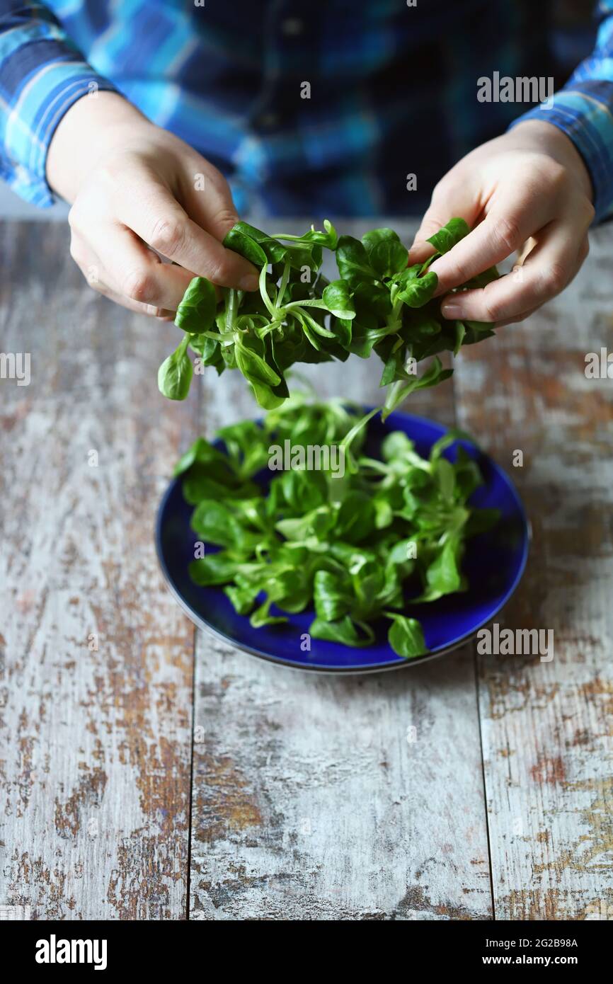 Les mains des hommes tiennent une salade verte. Concept d'alimentation saine. Écrasez la salade dans une assiette bleue. Banque D'Images