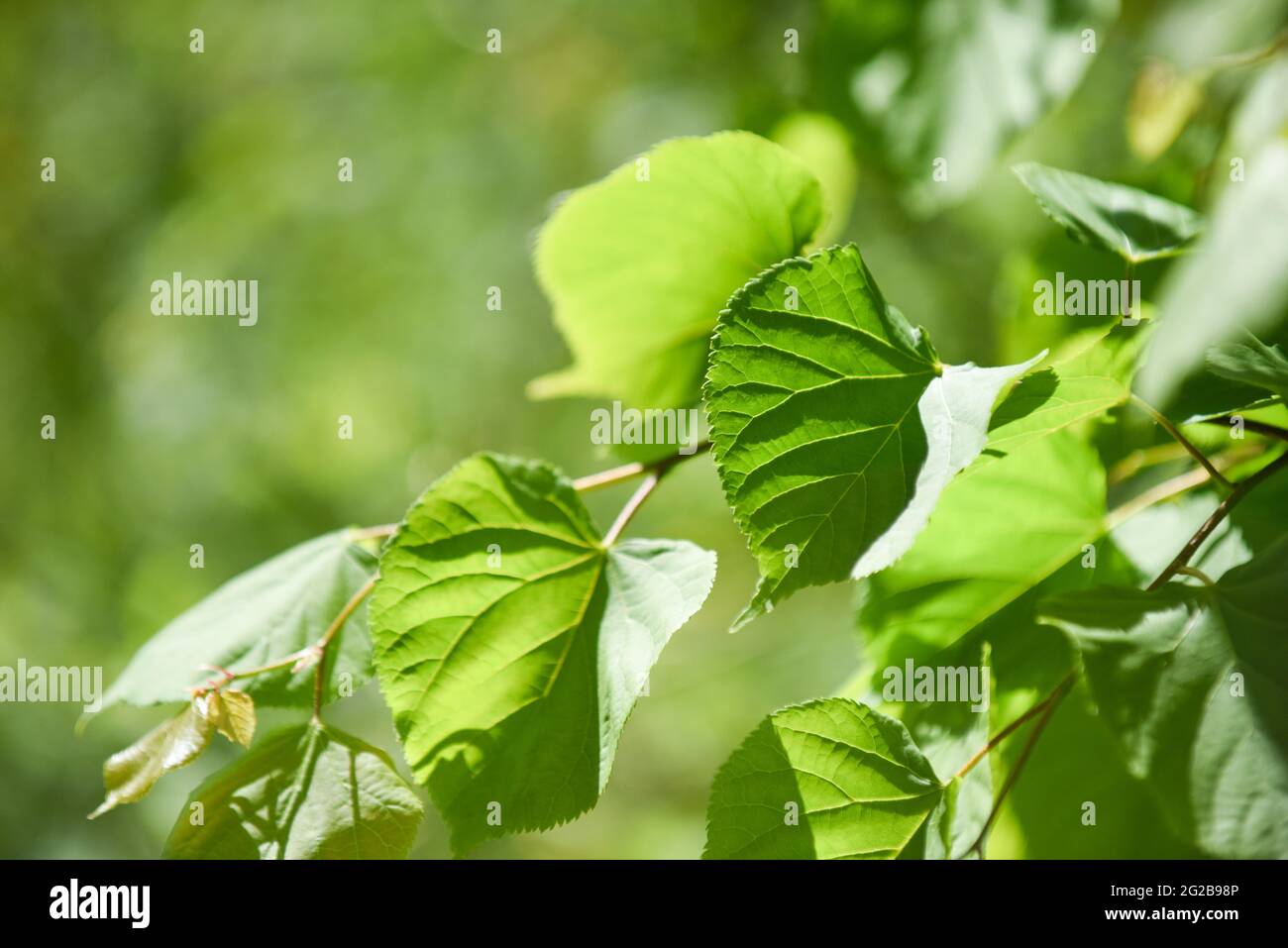 Arrière-plan nature de feuilles fraîches et d'arrière-plan vert flou Banque D'Images