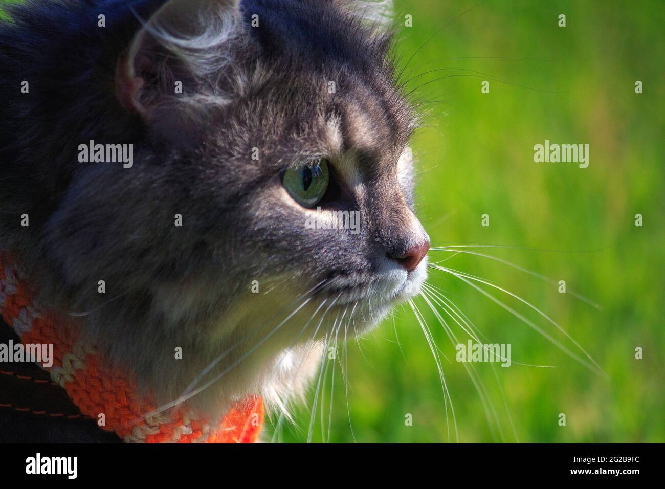 Chats Droles Banque De Photographies Et D Images A Haute Resolution Alamy