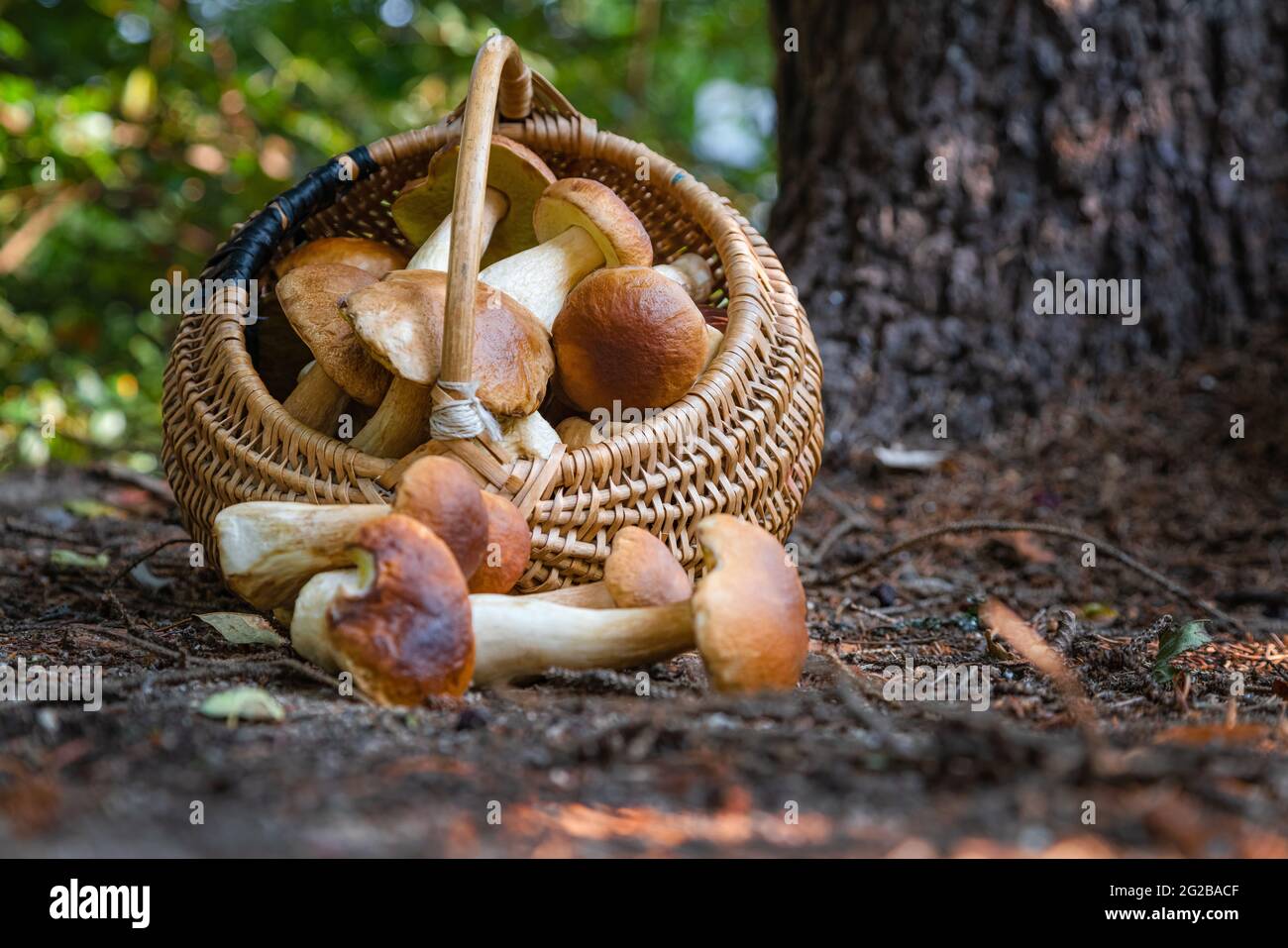 Panier en osier complet de Boletus edulis dans la forêt. Panier de champignons dans les bois à l'automne. Personne Banque D'Images