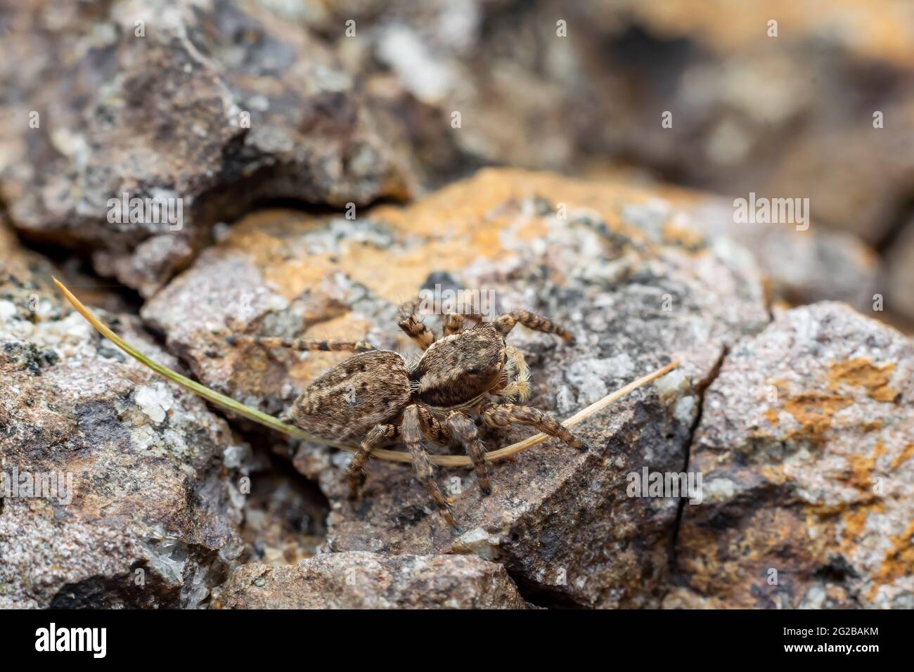 Araignée sautant camouflage sur le rocher. Mise au point sélective utilisée. Banque D'Images