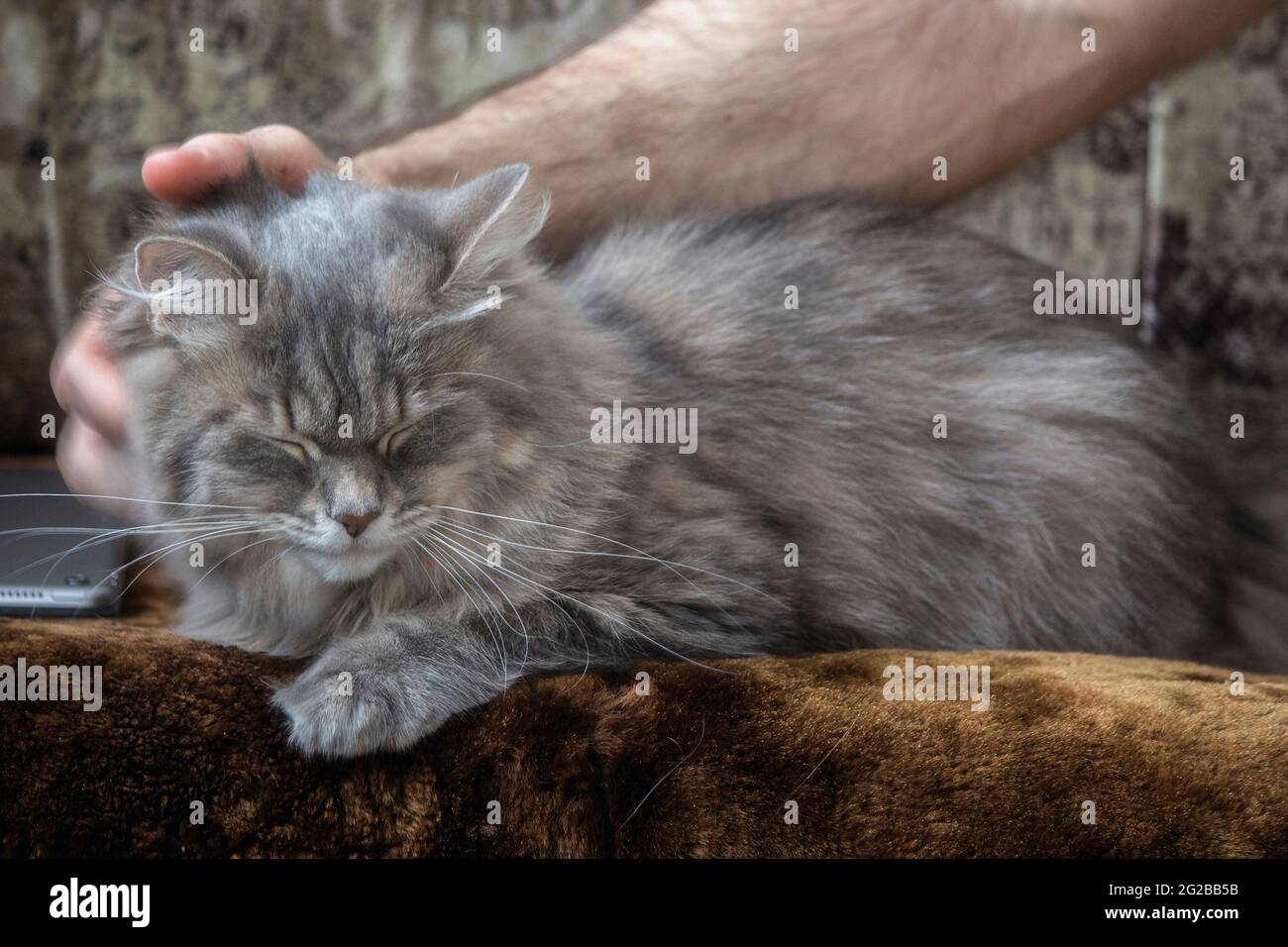 Un chat entre les mains tendres du propriétaire Banque D'Images