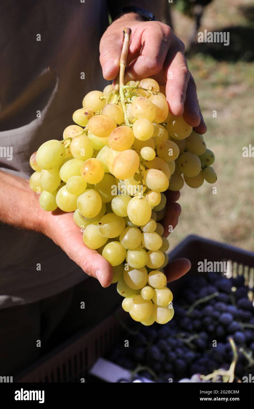 Récolte de raisins de table: Bouquet de raisins mûrs, raisins blancs Banque D'Images