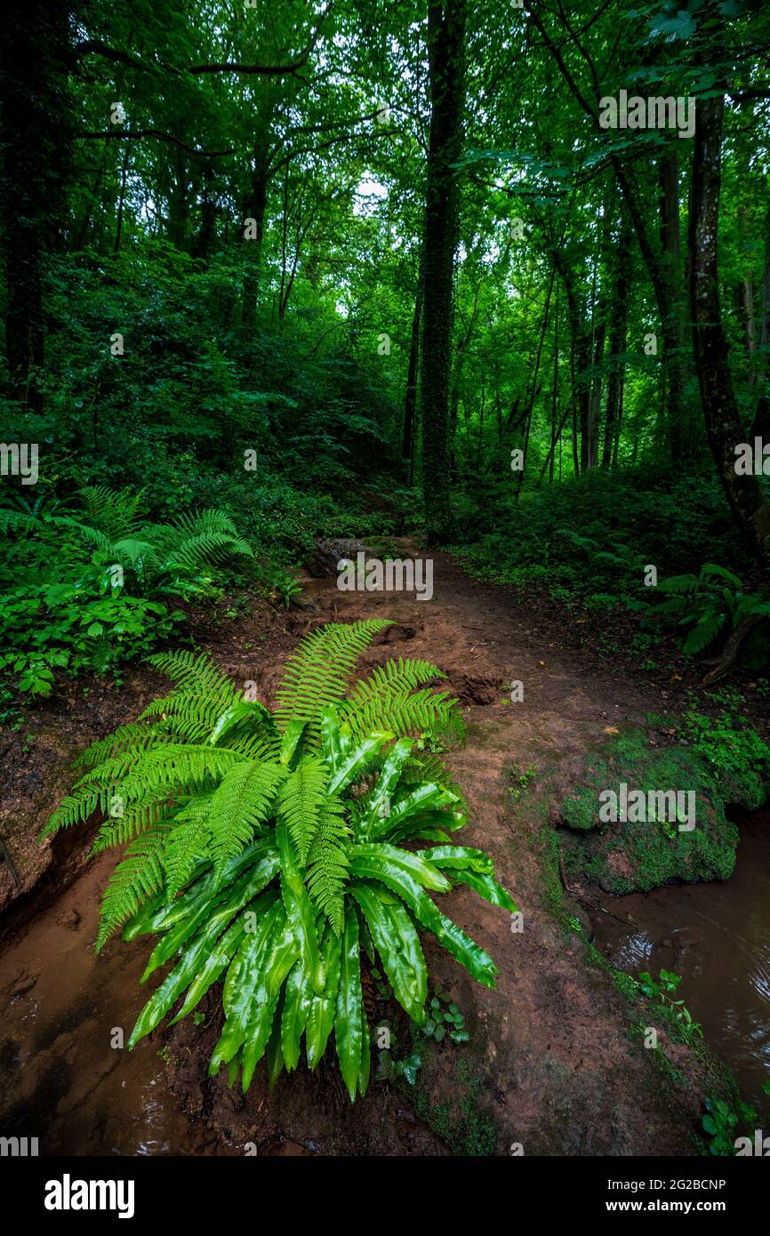 Fougères qui poussent près d'un ruisseau dans un bois sombre à Herefordshire, en Angleterre Banque D'Images