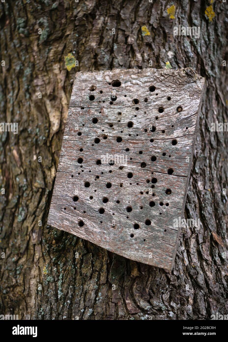 Hôtel d'insectes ou d'abeilles de nature avec petits tubes dans le bois pour la conservation des espèces d'insectes menacées. Banque D'Images