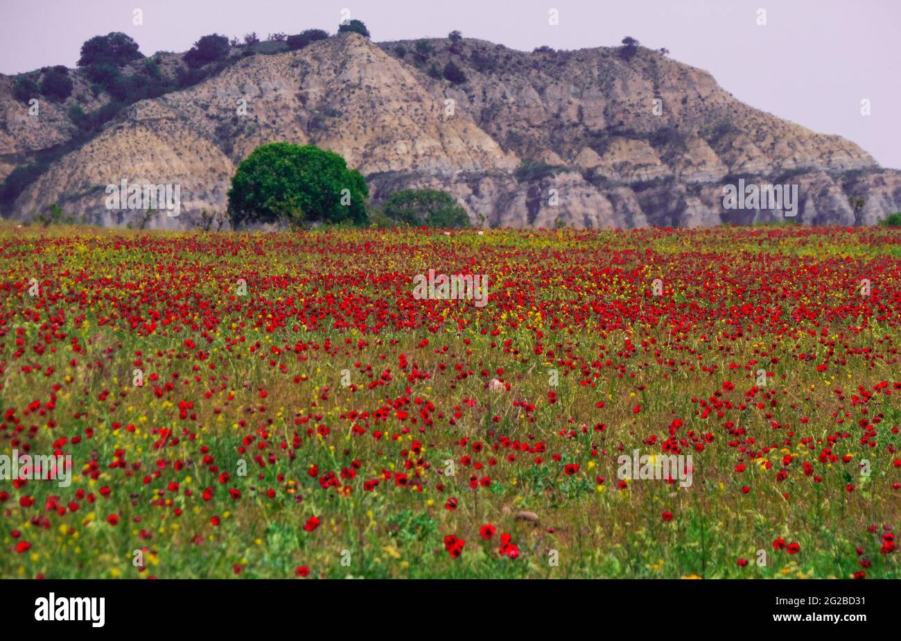 Paysage de printemps dans la réserve gérée de Chachuna, Géorgie Banque D'Images