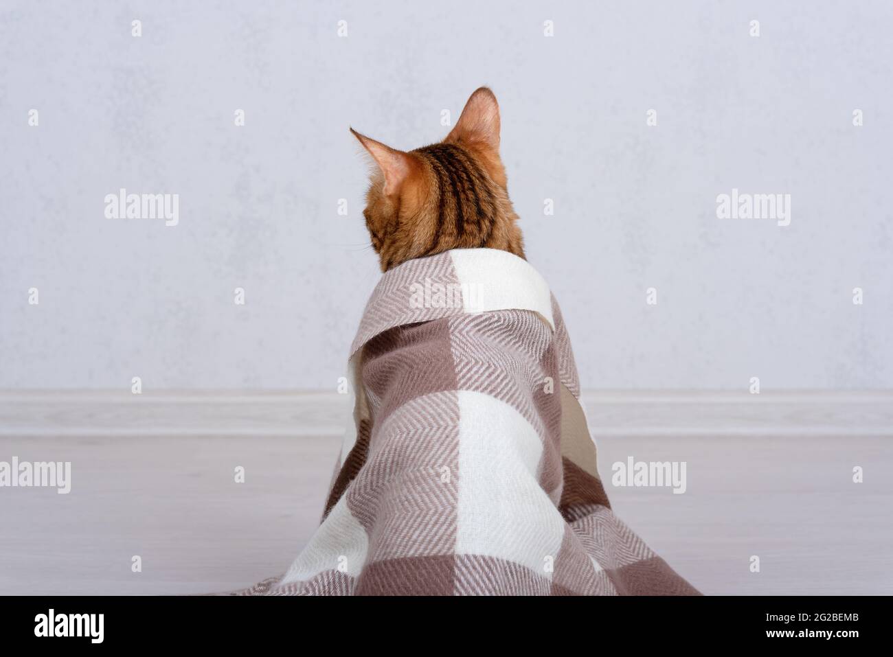 Chat mignon avec foulard chaud sur fond blanc. Concept de saison de  chauffage Photo Stock - Alamy