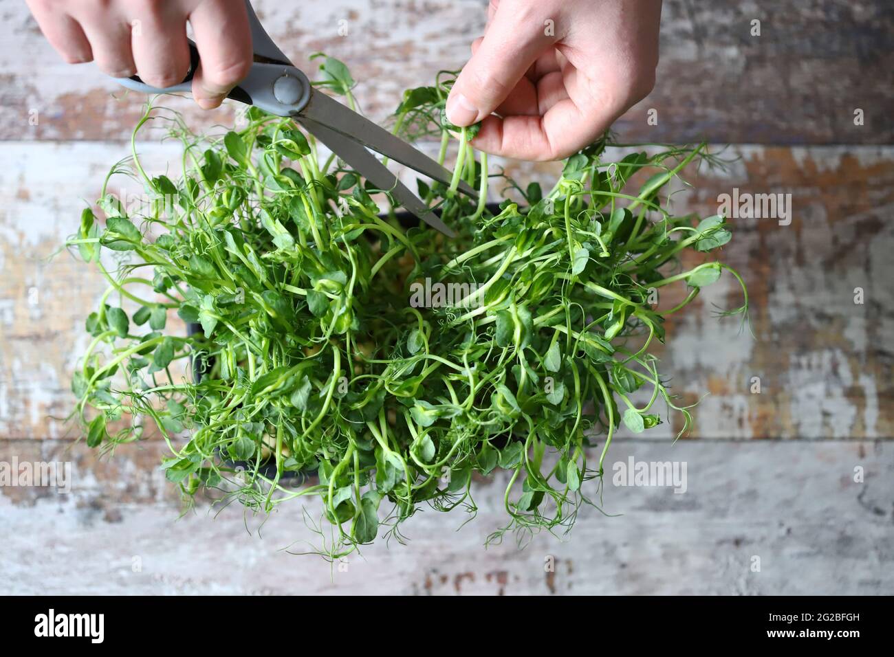 Les mains de l’homme coupent des micro-verts avec des ciseaux. Pousses de petits pois juteux frais. Eléments de trace. Superaliments. Banque D'Images