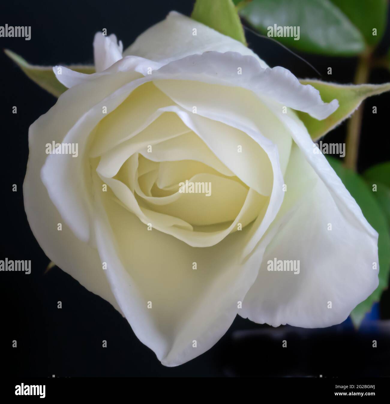 rose blanche en fleur isolée sur fond noir. Banque D'Images