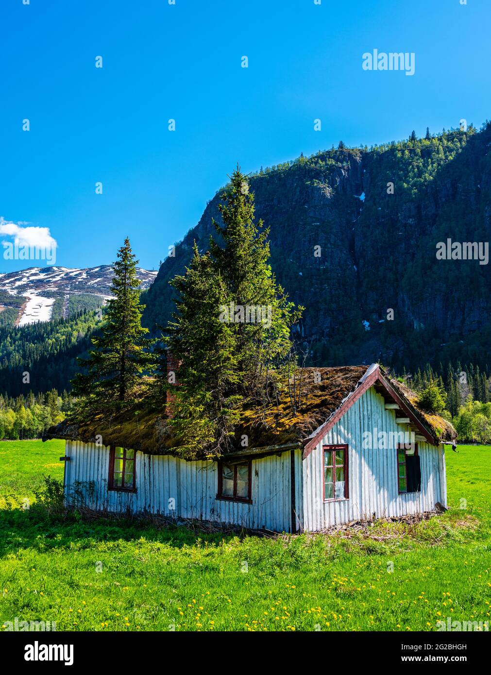 Ancienne maison de campagne à Hemsedal, Norvège, avec de grands arbres qui poussent sur le toit. Banque D'Images