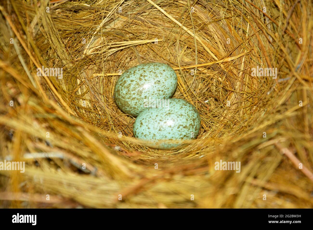 Gros plan de deux petits oeufs de corbeau dans un nid d'oiseau fait de foin de riz, paille, focalisation sélective Banque D'Images