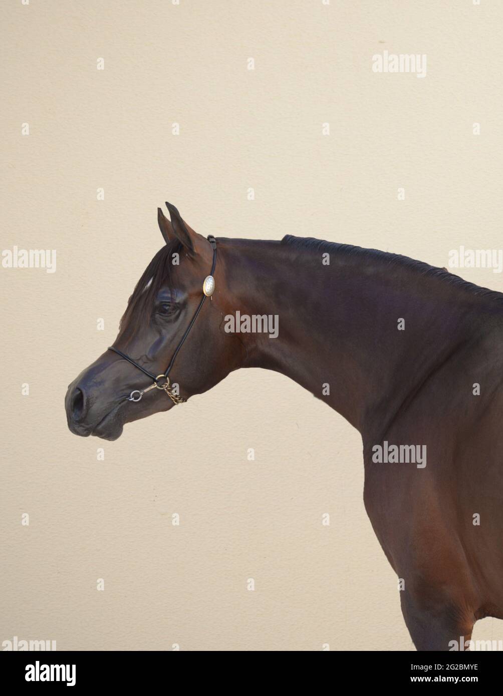 Portrait de cheval de l'étalon de châtaignier arabe Banque D'Images