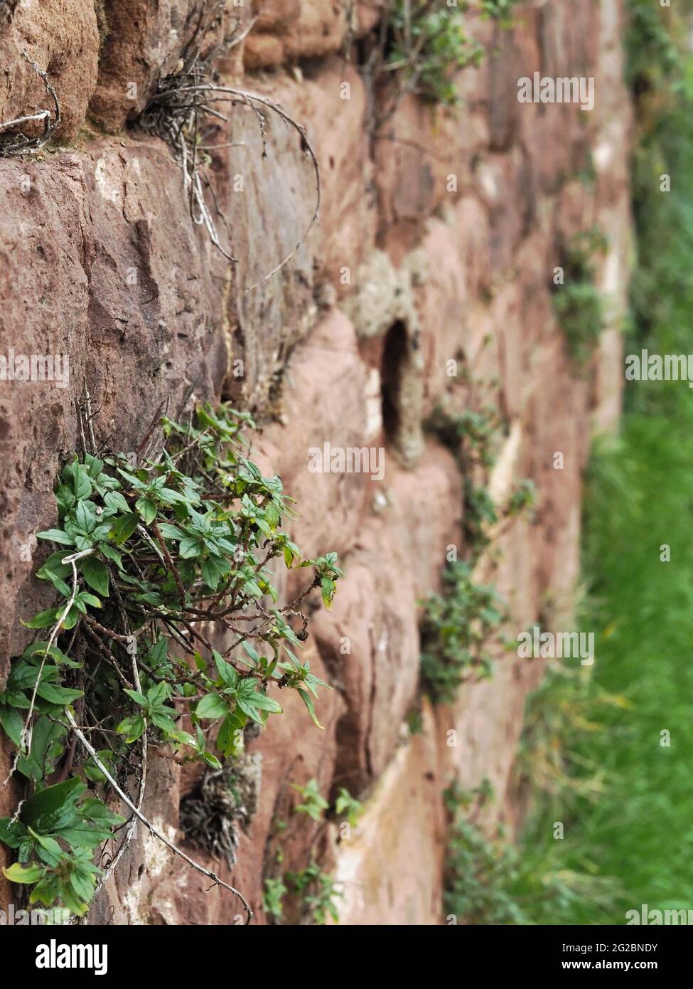 Gros plan de petites plantes vertes provenant des fissures sur un mur en pierre à Leinfad à Heidelberg, en Allemagne. Banque D'Images