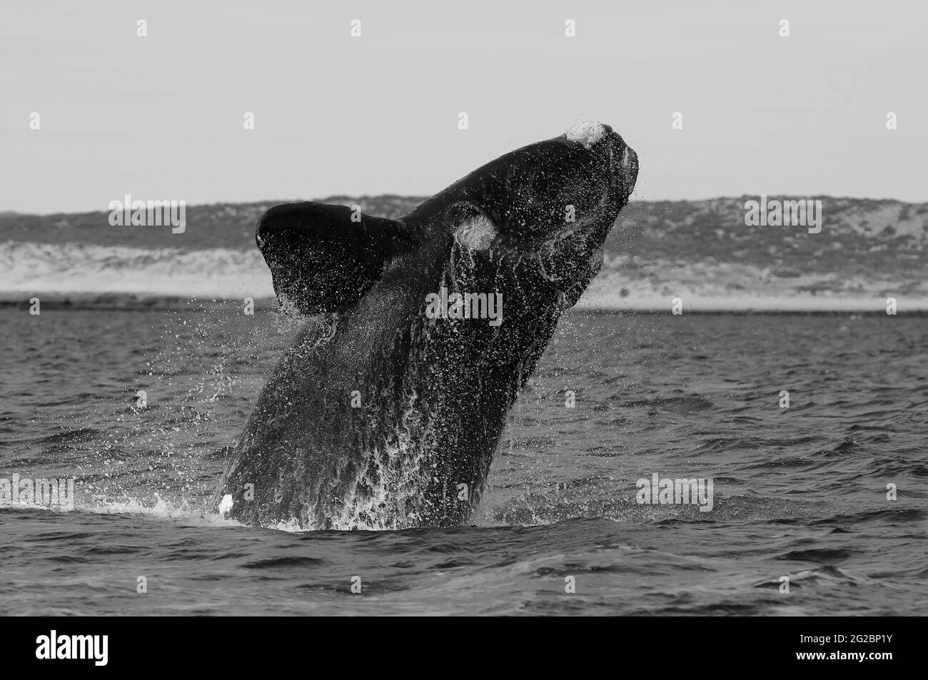 Saut de la baleine noire du sud (Eubalaena Australis), péninsule Valdes, site classé au patrimoine mondial de l'UNESCO, Patagonie, Argentine. Banque D'Images