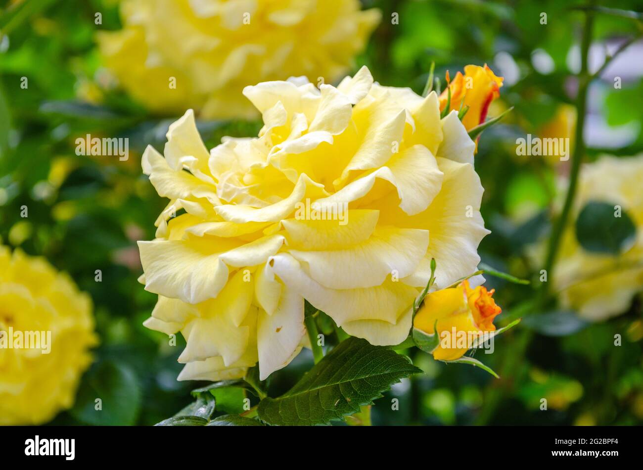 Une rose jaune fleurit dans un jardin résidentiel au Royaume-Uni. Banque D'Images