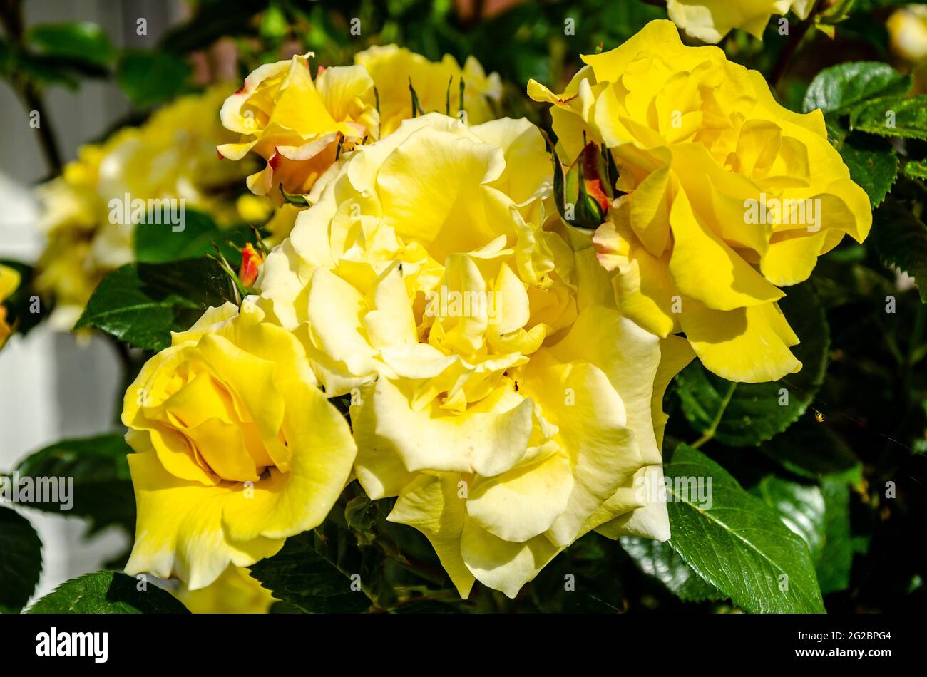 Une rose jaune fleurit dans un jardin résidentiel au Royaume-Uni. Banque D'Images