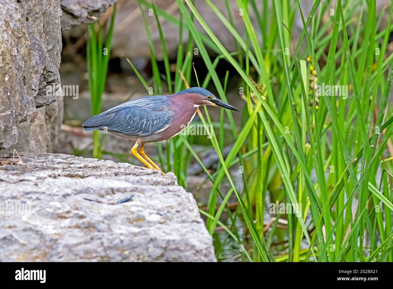 Héron vert (Butorides virescens) pêchant à partir d'une grande roche avec de la haute herbe vert vif. Ottawa, Ontario, Canada Banque D'Images