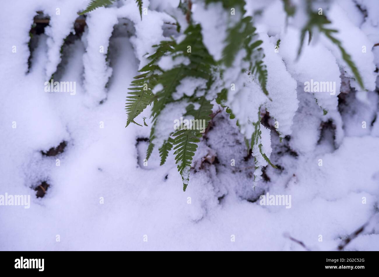 La première neige à l'automne. Feuilles vertes dans la neige. Fougère dans la neige. Flocons de neige sur l'herbe verte. Banque D'Images