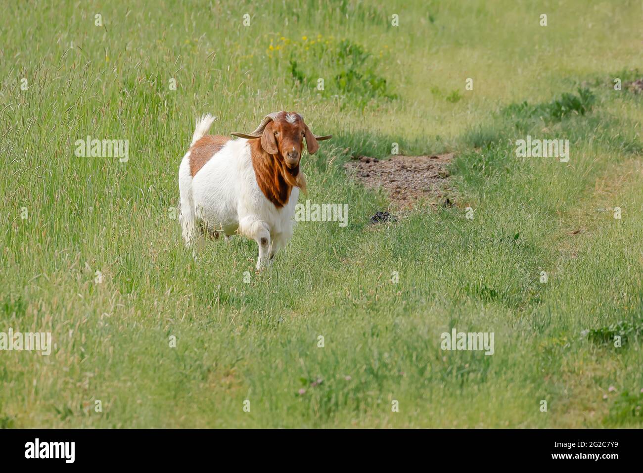 Une chèvre avec de grandes cornes traverse l'herbe dans un pâturage près de St Maries, Idaho. Banque D'Images