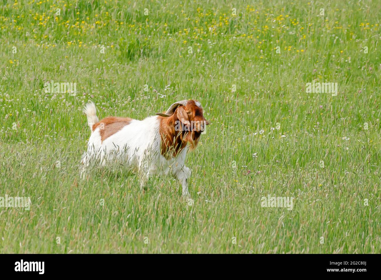 Une chèvre avec de grandes cornes traverse l'herbe dans un pâturage près de St Maries, Idaho. Banque D'Images
