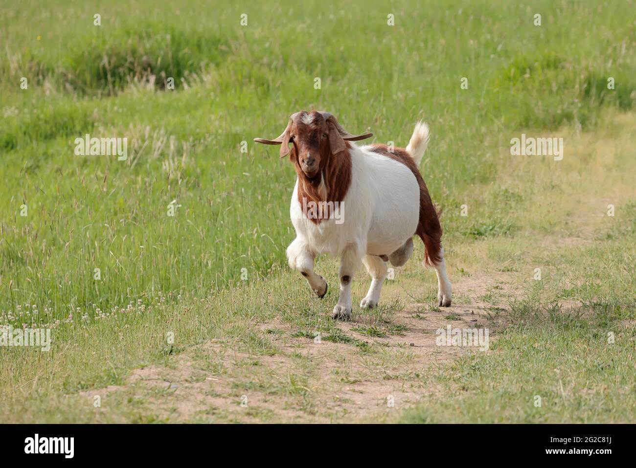 Une chèvre avec de grandes cornes marche sur un chemin dans un pâturage près de St Maries, Idaho. Banque D'Images