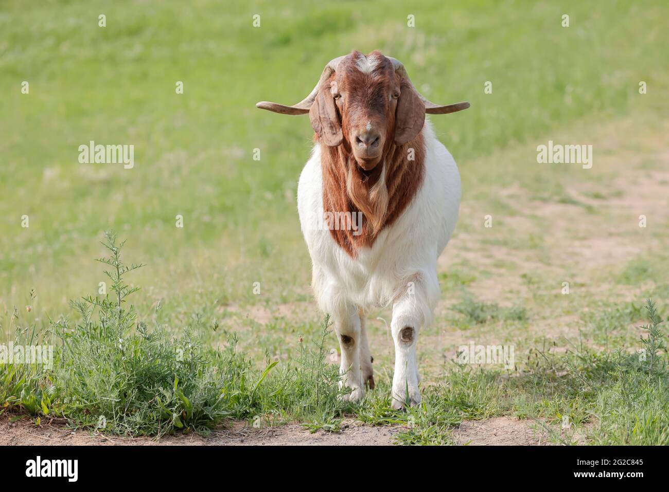 Une chèvre avec de grandes cornes marche sur un chemin dans un pâturage près de St Maries, Idaho. Banque D'Images