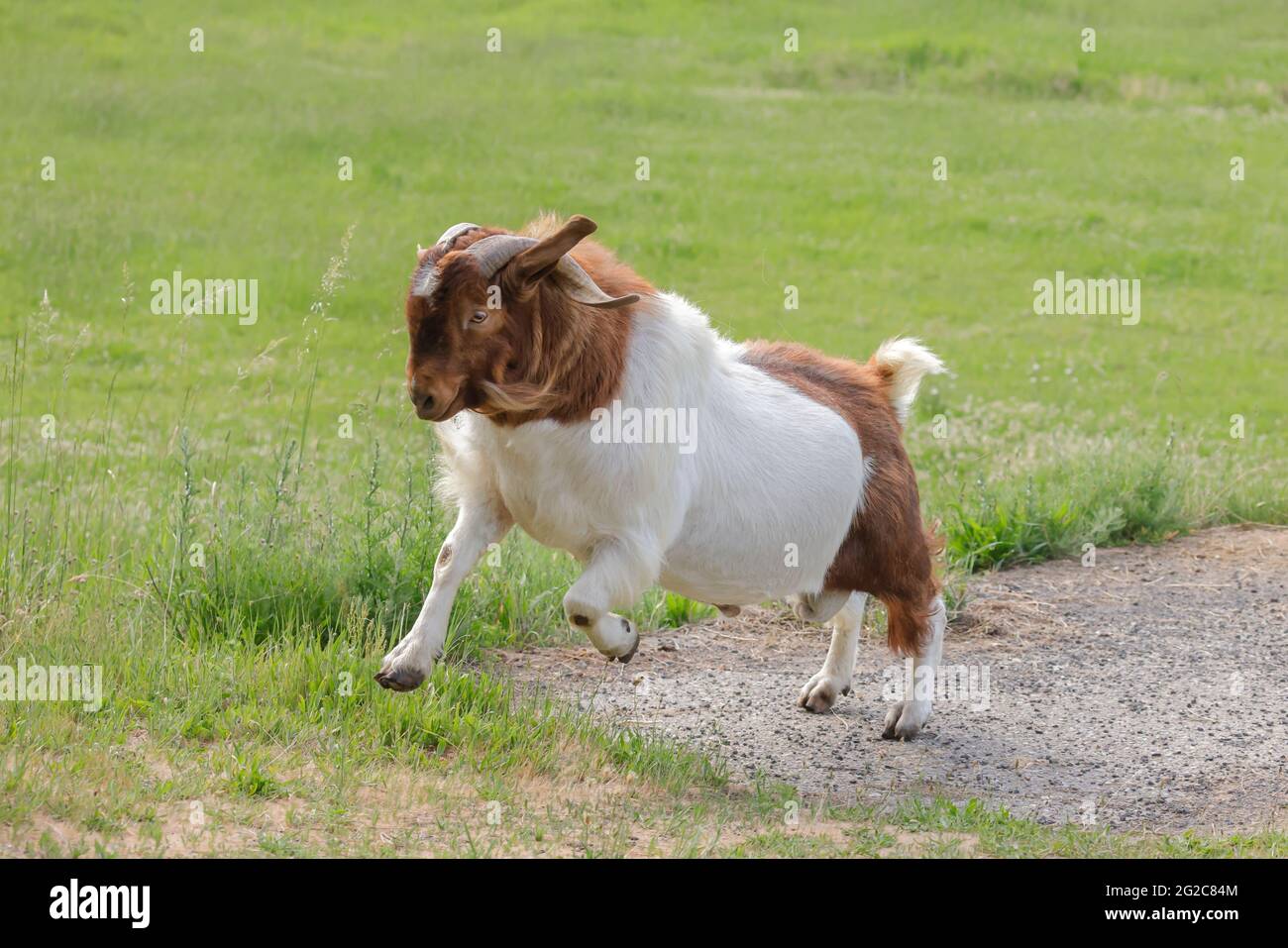 Une chèvre avec de grandes cornes court dans un pâturage près de St. Maries, Idaho. Banque D'Images