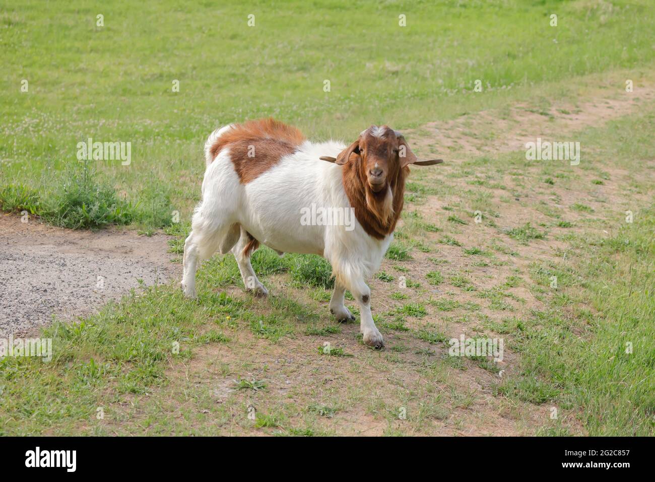 Une chèvre avec de grandes cornes court dans un pâturage près de St. Maries, Idaho. Banque D'Images