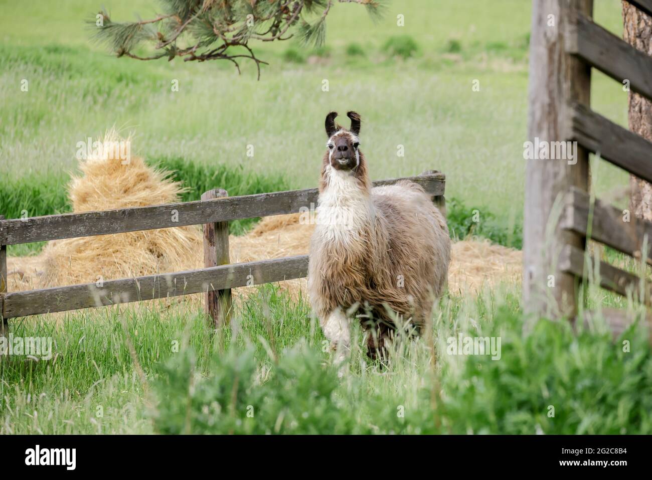 Un Llama avec une pleine couche de cheveux dans un champ herbacé près de St. Maries, Idaho. Banque D'Images