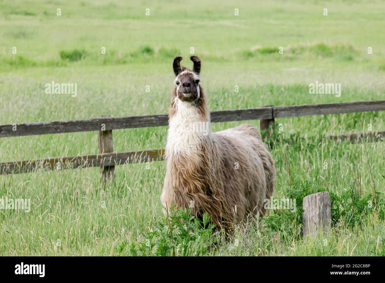 Un Llama avec une pleine couche de cheveux dans un champ herbacé près de St. Maries, Idaho. Banque D'Images
