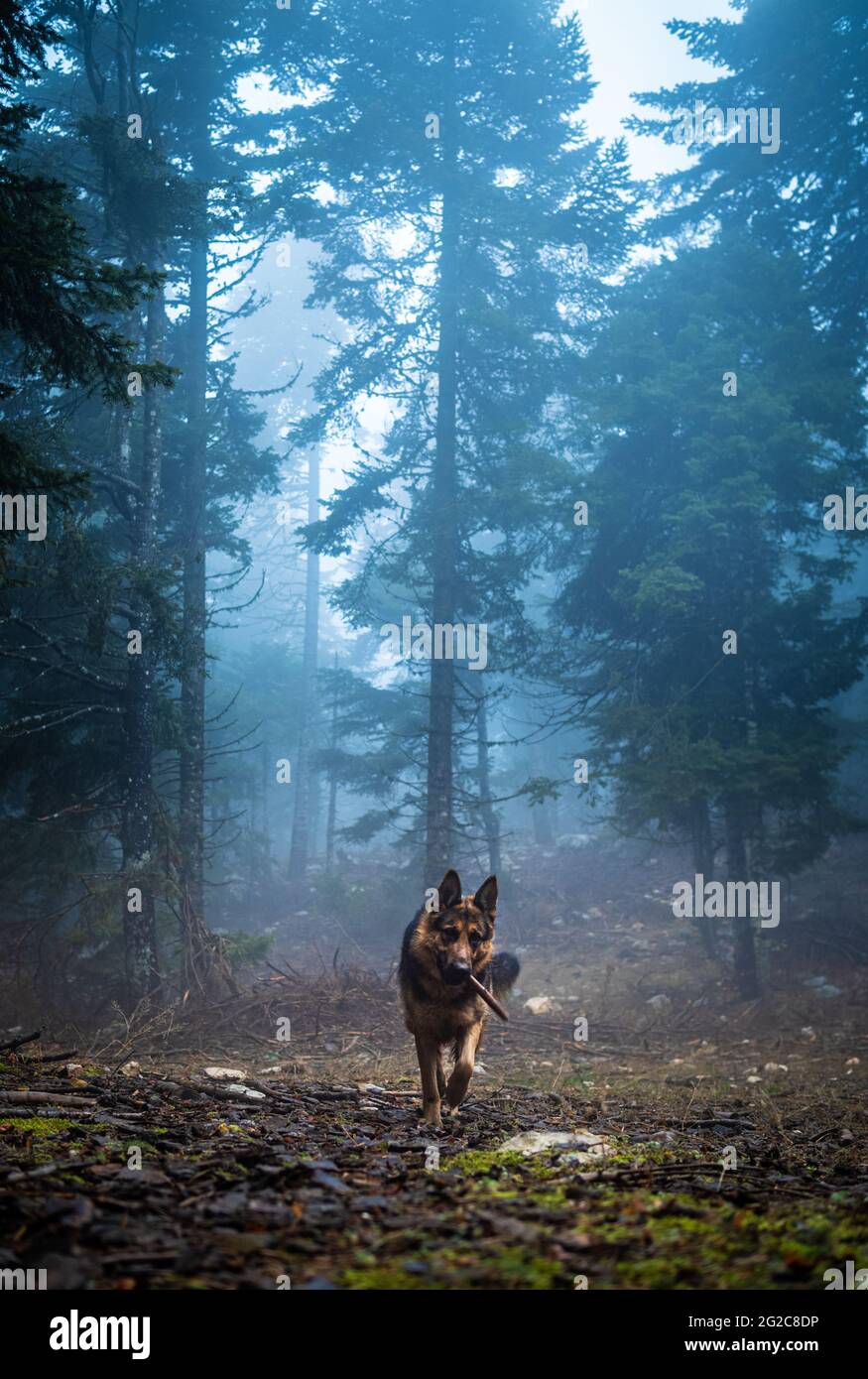 Le berger allemand joue avec le bâton sur la forêt pluvieuse et brumeuse Banque D'Images