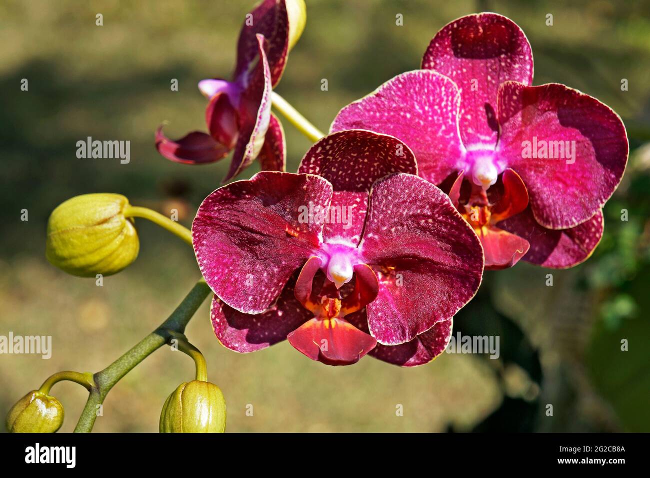 Orchidée rose sur le jardin, Phalenopsis Banque D'Images