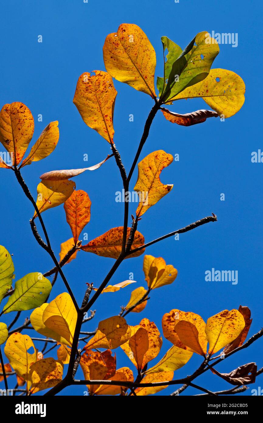 Amande tropicale en automne (Terminalia catappa) Banque D'Images