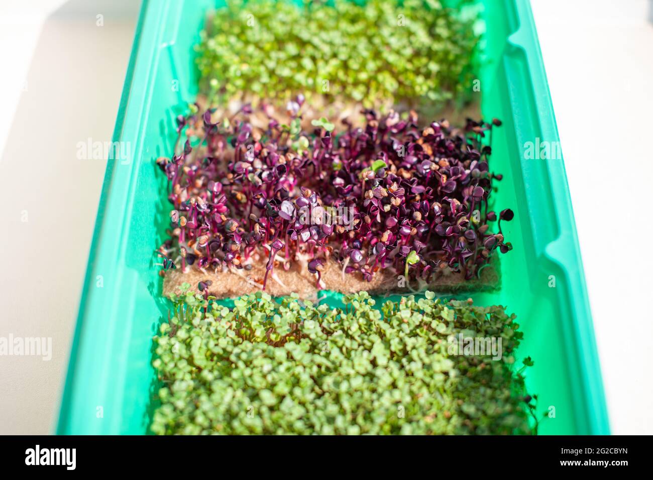 Germination des graines de tournesol Banque de photographies et d