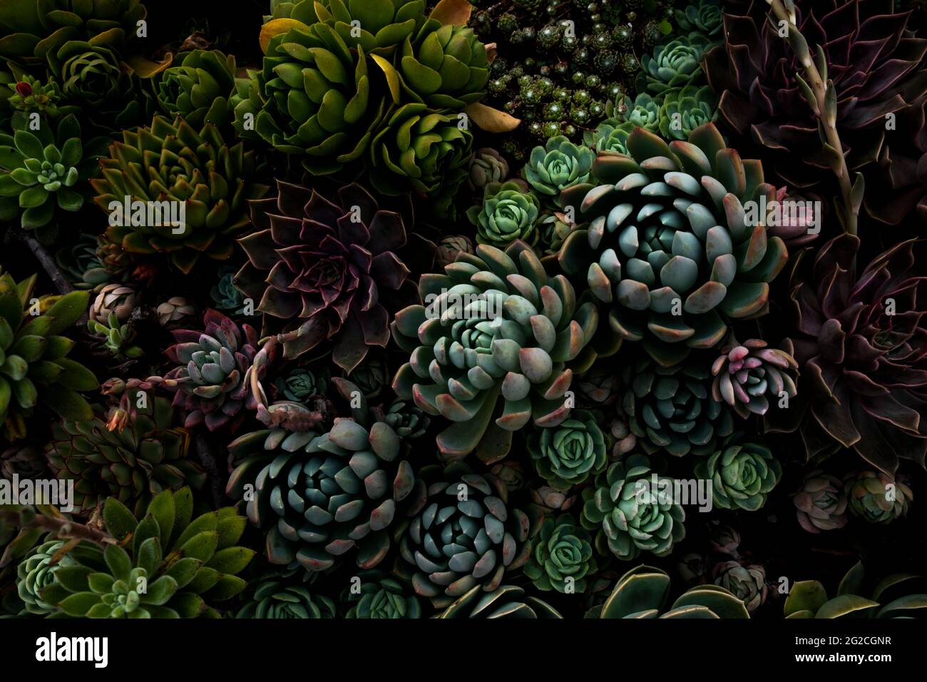 Divers succulents Banque D'Images