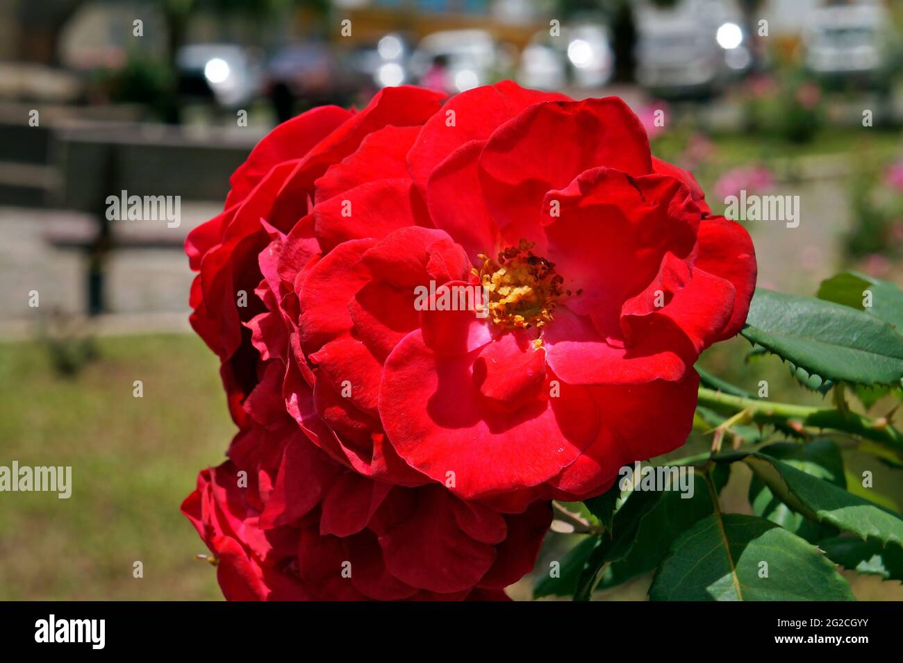 Roses rouges dans le jardin public Banque D'Images