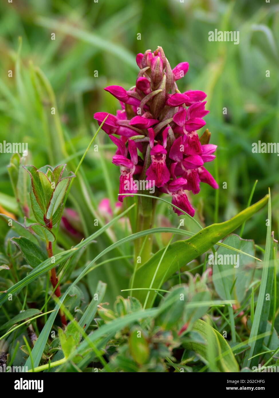 Orchid du marais précoce alias Dactylorhiza incarnata coccinea. Fleur sauvage. Banque D'Images