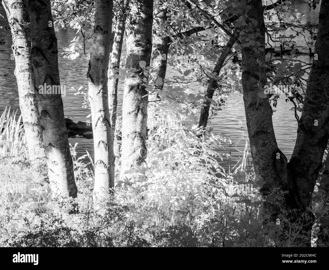 Une soirée d'été ensoleillée dans un petit lac à Swindon, Wiltshire, prise dans l'infrarouge. Banque D'Images