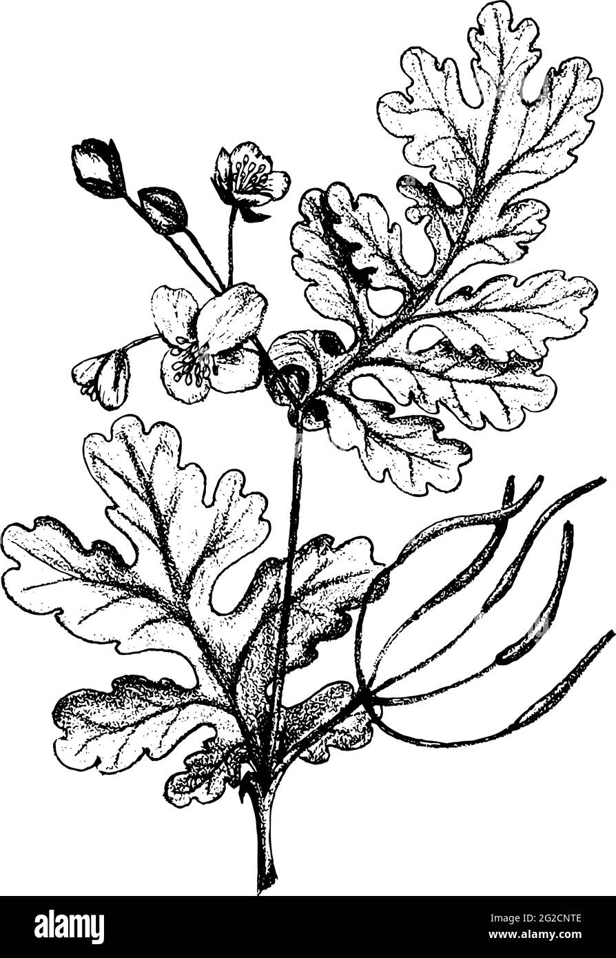 Illustration botanique d'esquisse de célandine plus grande à la main. Illustration vectorielle. Herbes médicales. Isolé sur blanc Illustration de Vecteur