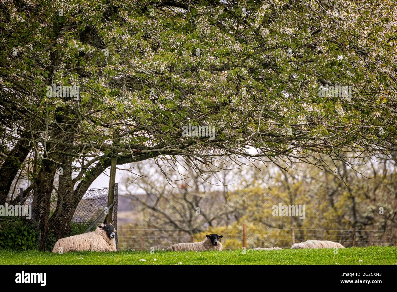 Les moutons dans le champ par Clunemore prenant un peu de répit sous un arbre à fleurs. Banque D'Images