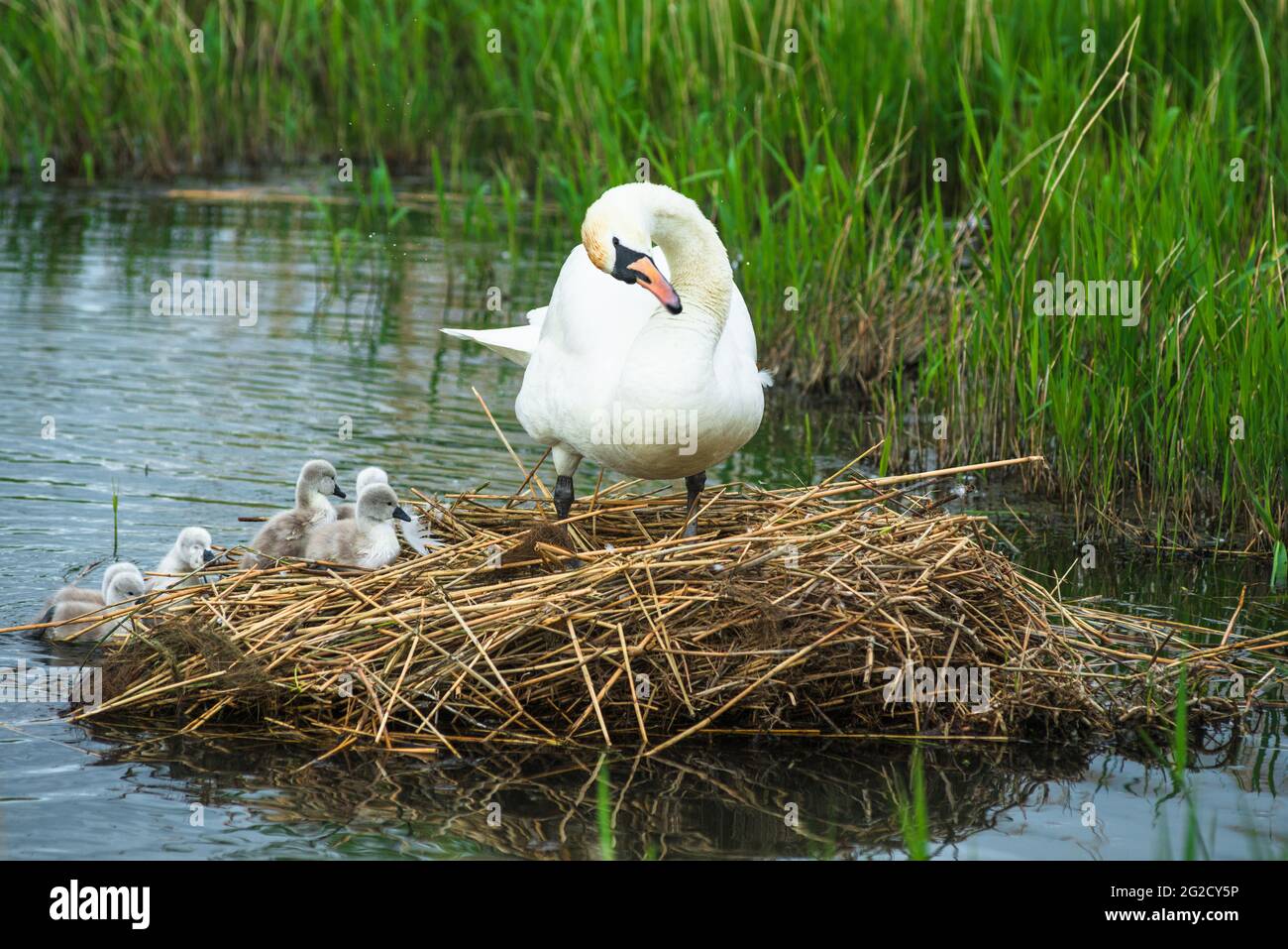 Mute cygnes mère et père et nouveaux cygnets nés à Cambridgeshire, Royaume-Uni Banque D'Images