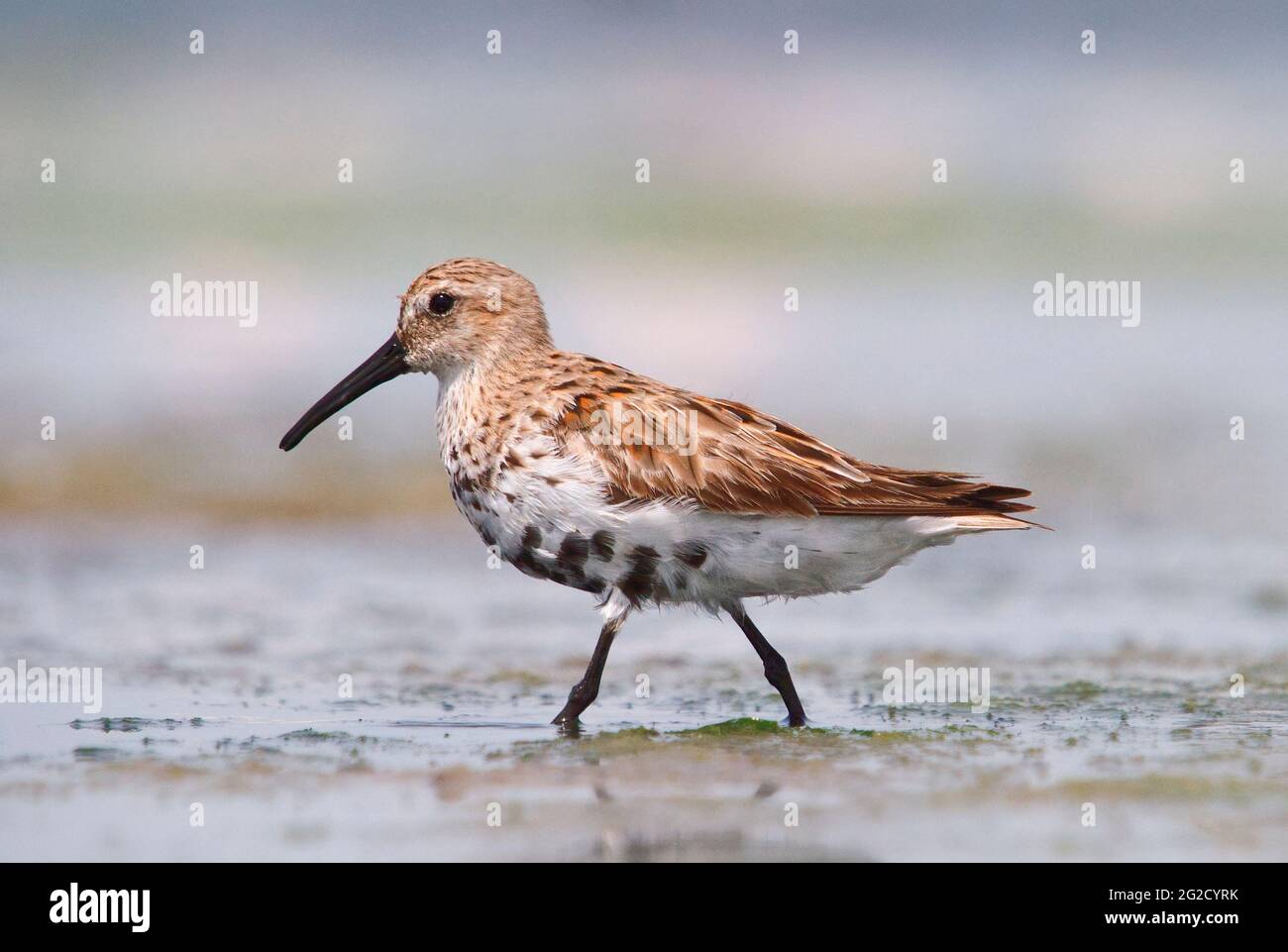 Dunlin (Calidris alpina) à Jamnagar, Gujarat, Inde Banque D'Images