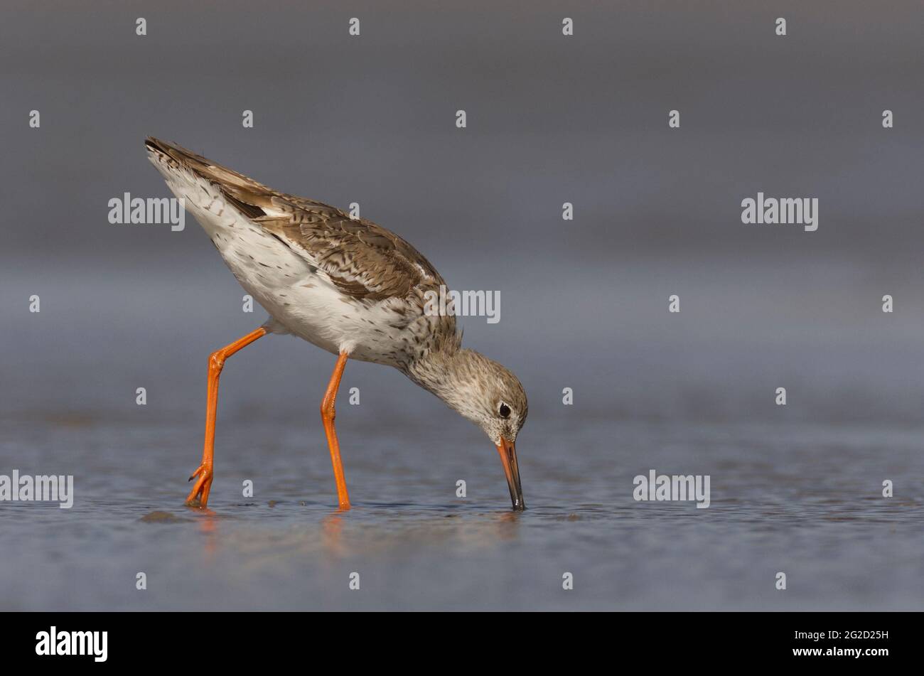 Chevalier Gambette (Tringa totanus) Banque D'Images