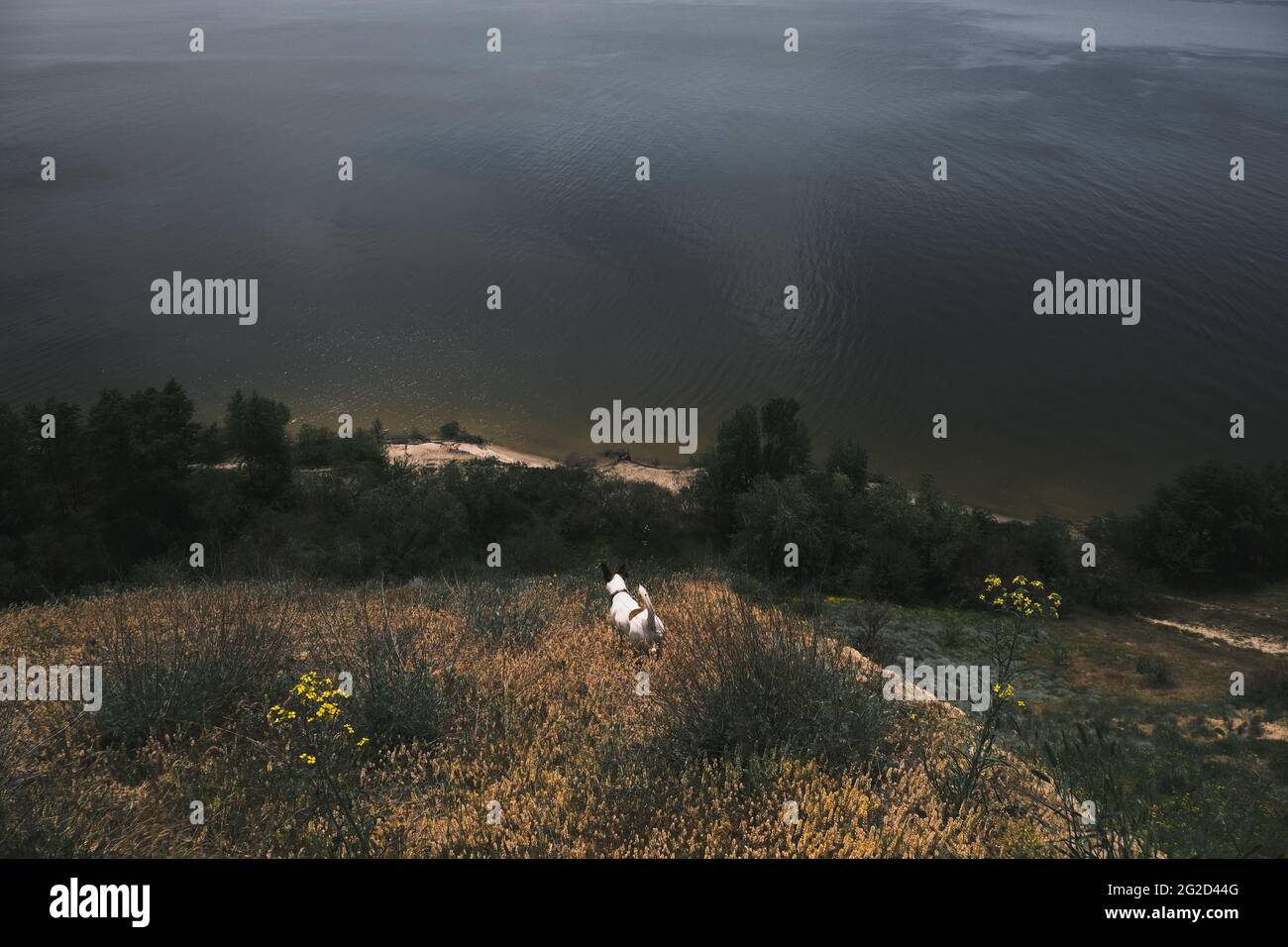 Chien blanc debout sur la colline au bord de l'eau l'après-midi d'été, animaux actifs dans la nature Banque D'Images